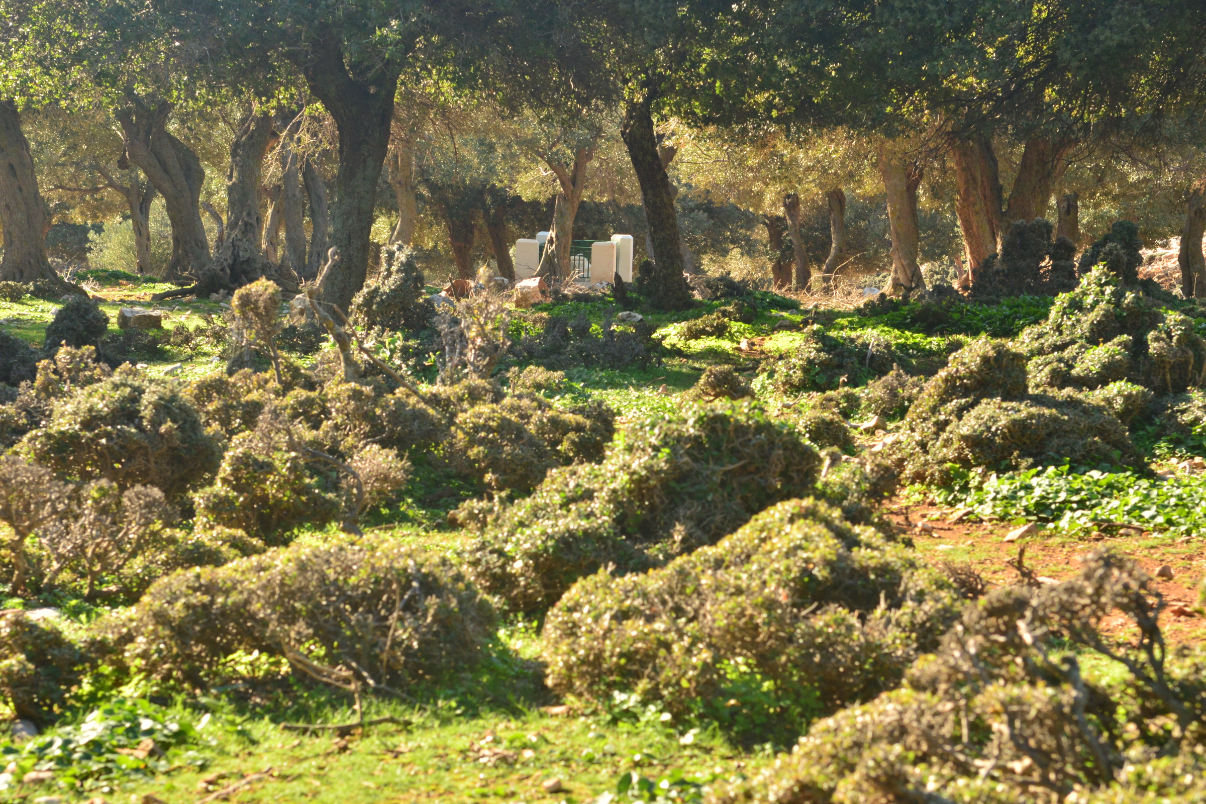 South Skyros vegetation